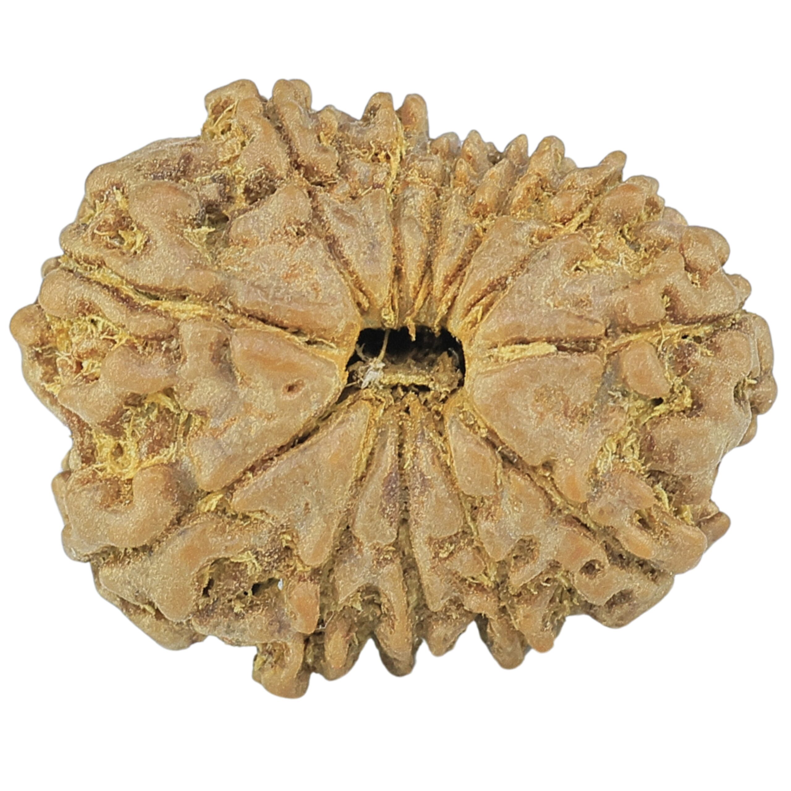 12 Mukhi Rudraksha 20.5mm 2gm - Rudraksha