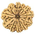 11 Mukhi Rudraksha 32.7mm 8gm - Rudraksha
