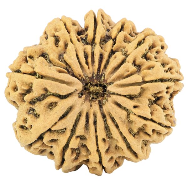 11 Mukhi Rudraksha 32.7mm 8gm - Rudraksha
