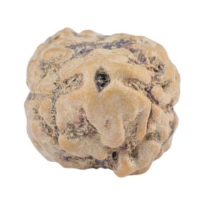 2 Mukhi Rudraksha 22.7mm 2gm - Rudraksha