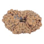 16 Mukhi Rudraksha 16.2mm 0.88gm - Rudraksha