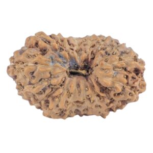 16 Mukhi Rudraksha 16.2mm 0.88gm - Rudraksha