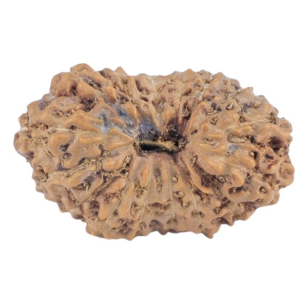 16 Mukhi Rudraksha 16.2mm 0.88gm - Rudraksha
