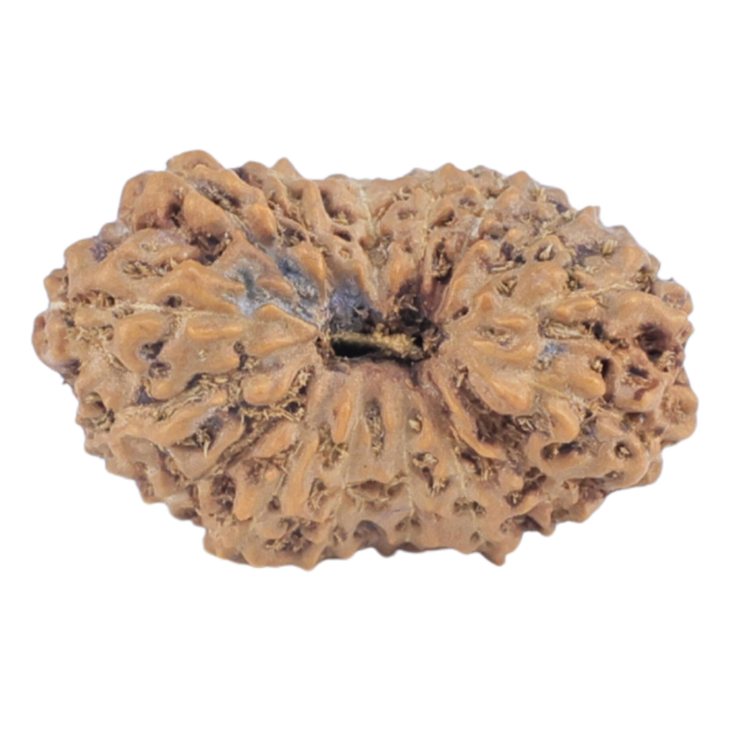 16 Mukhi Rudraksha 16.2mm 0.88gm - Rudraksha