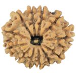 12 Mukhi Rudraksha 24.6mm 3.73gm - Rudraksha