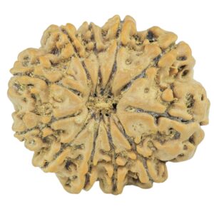 11 Mukhi Rudraksha 21.7mm 2.52gm - Rudraksha