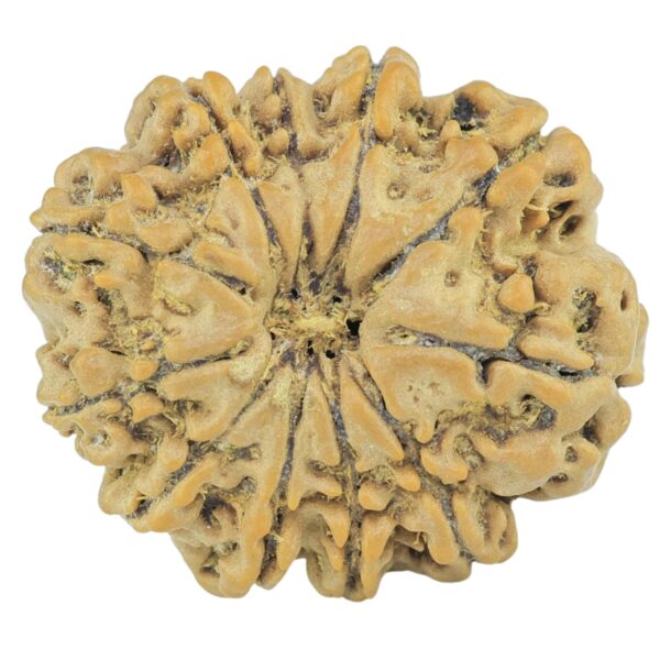 11 Mukhi Rudraksha 21.7mm 2.52gm - Rudraksha