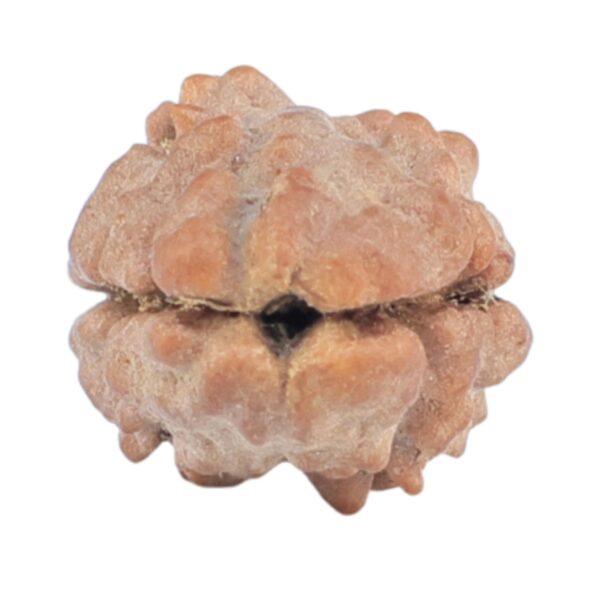 2 Mukhi Rudraksha 11.9mm 0.4gm - Rudraksha