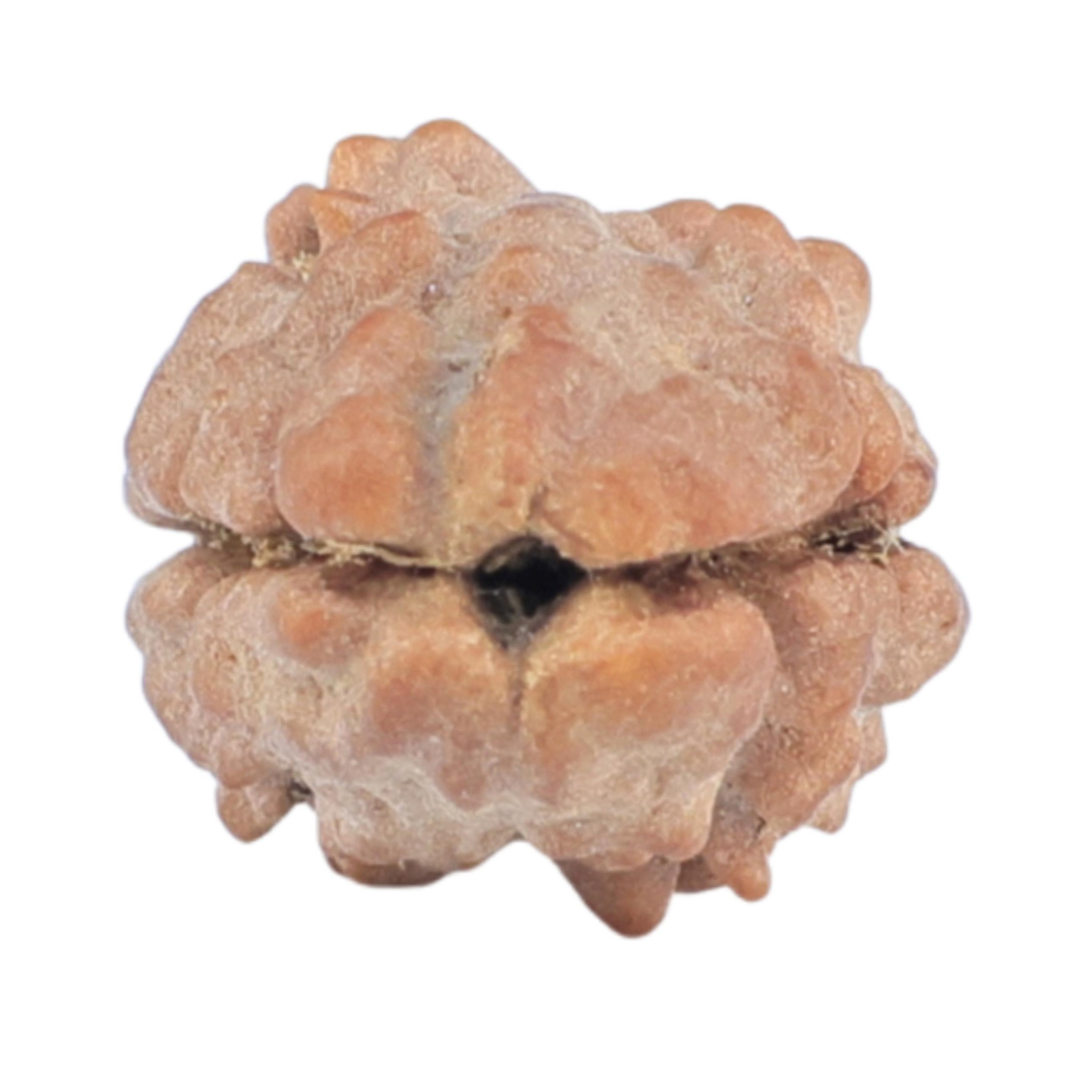 2 Mukhi Rudraksha 11.9mm 0.4gm - Rudraksha