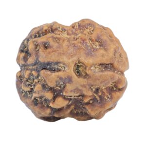 2 Mukhi Rudraksha 20mm 2.26gm - Rudraksha