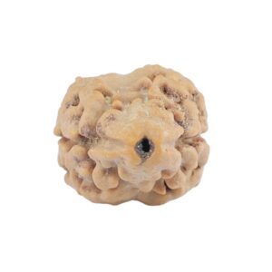 2 Mukhi Rudraksha 21.9mm 1.79gm - Rudraksha