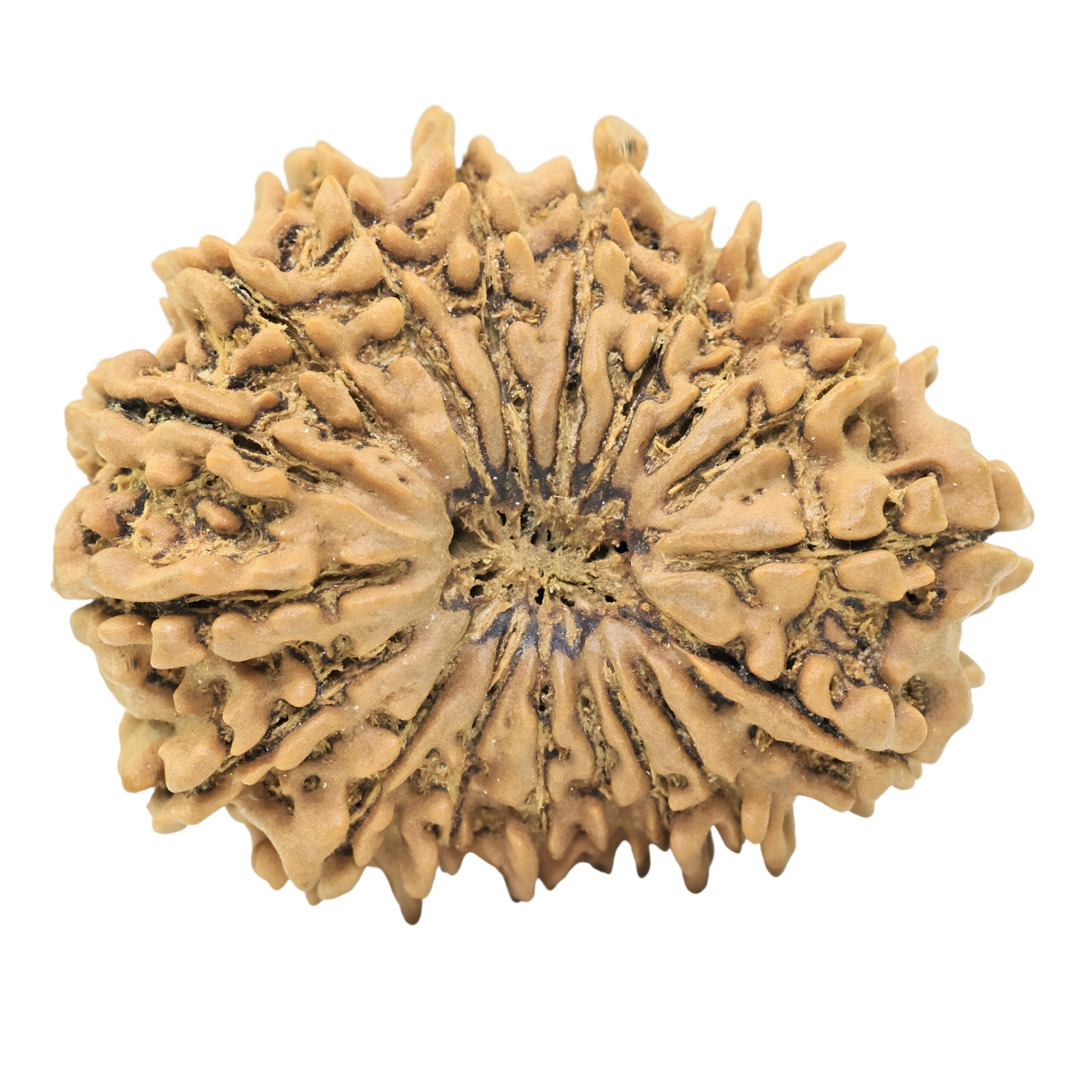 18 Mukhi Rudraksha 29.6mm 4.44gm - Rudraksha