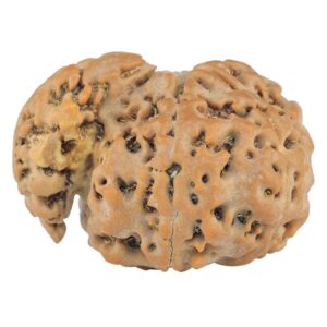 Sawar/Ganesh (6+1) 25.4mm 3.73gm - Rudraksha