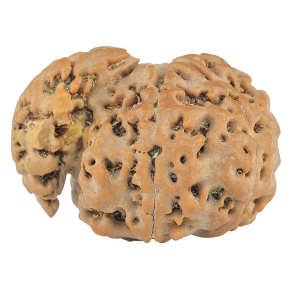 Sawar/Ganesh (6+1) 25.4mm 3.73gm - Rudraksha