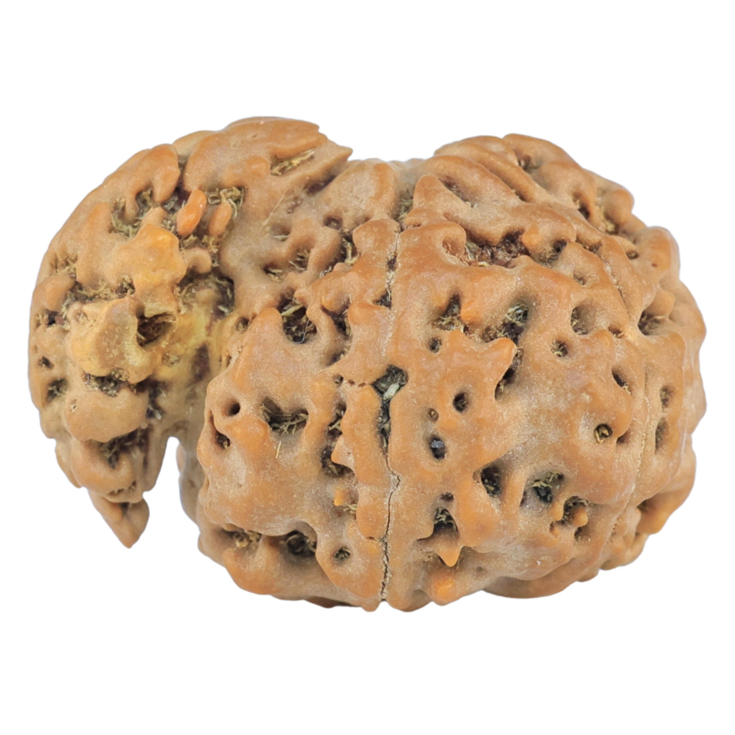 Sawar/Ganesh (6+1) 25.4mm 3.73gm - Rudraksha