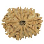 11 Mukhi Rudraksha 23.5mm 3gm - Rudraksha