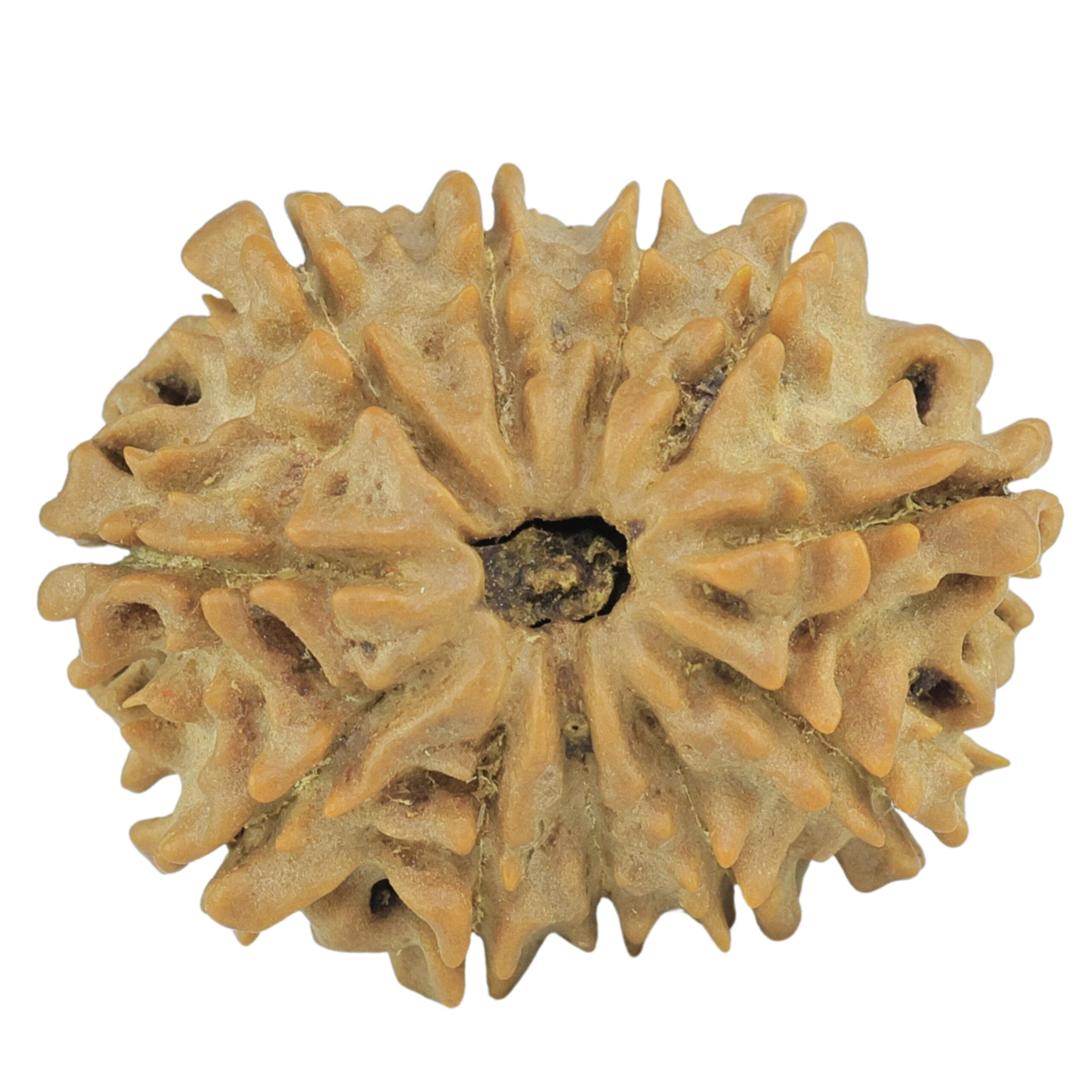 11 Mukhi Rudraksha 23.5mm 3gm - Rudraksha