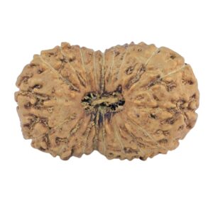19 Mukhi Rudraksha 23.9mm 2.39gm - Rudraksha
