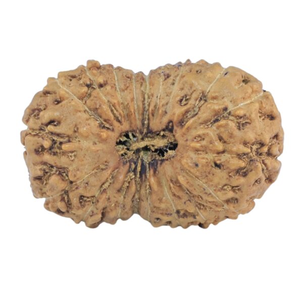 19 Mukhi Rudraksha 23.9mm 2.39gm - Rudraksha