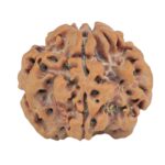 1MK(Underdeveloped) 23mm 4gm - Rudraksha