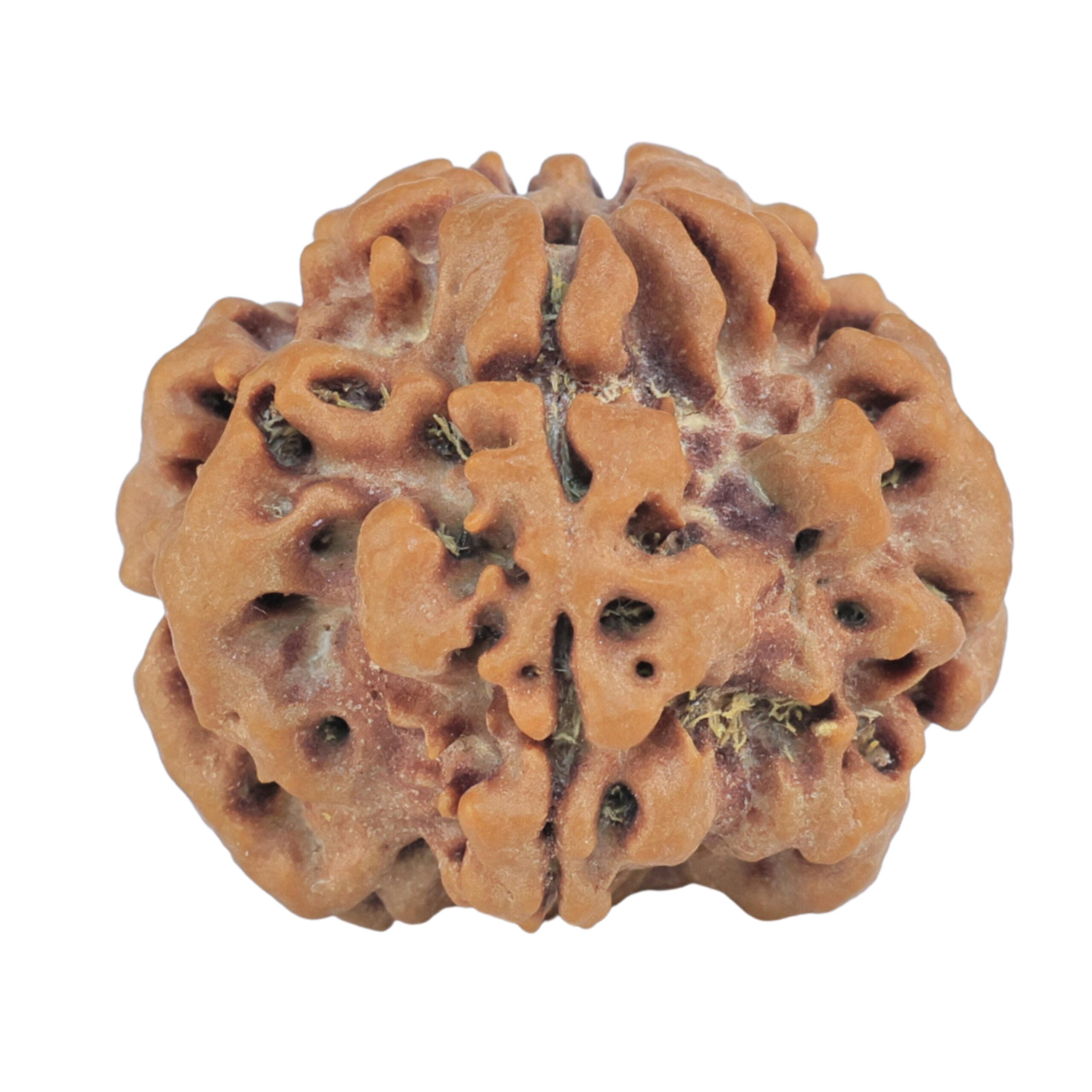 1MK(Underdeveloped) 23mm 4gm - Rudraksha