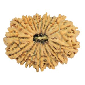 17 Mukhi Rudraksha 27.8mm 3.45gm - Rudraksha