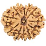 12 Mukhi Rudraksha 26.9mm 4.24gm - Rudraksha