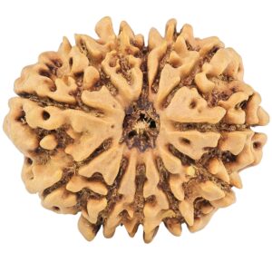 12 Mukhi Rudraksha 26.9mm 4.24gm - Rudraksha