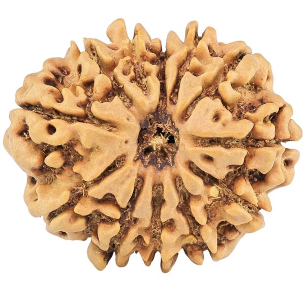 12 Mukhi Rudraksha 26.9mm 4.24gm - Rudraksha