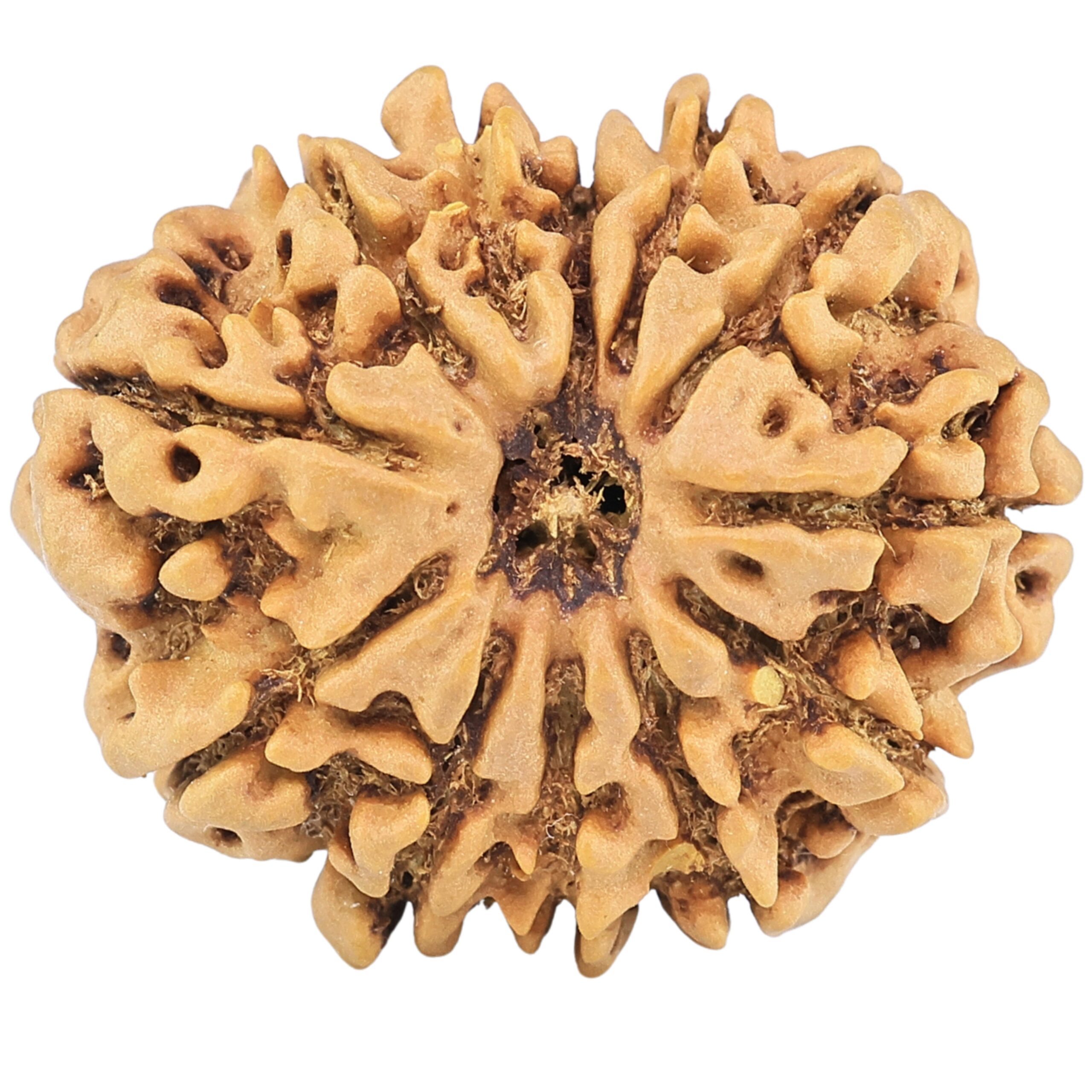 12 Mukhi Rudraksha 26.9mm 4.24gm - Rudraksha
