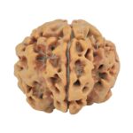 1MK(Underdeveloped) 24.7mm 4.87gm - Rudraksha