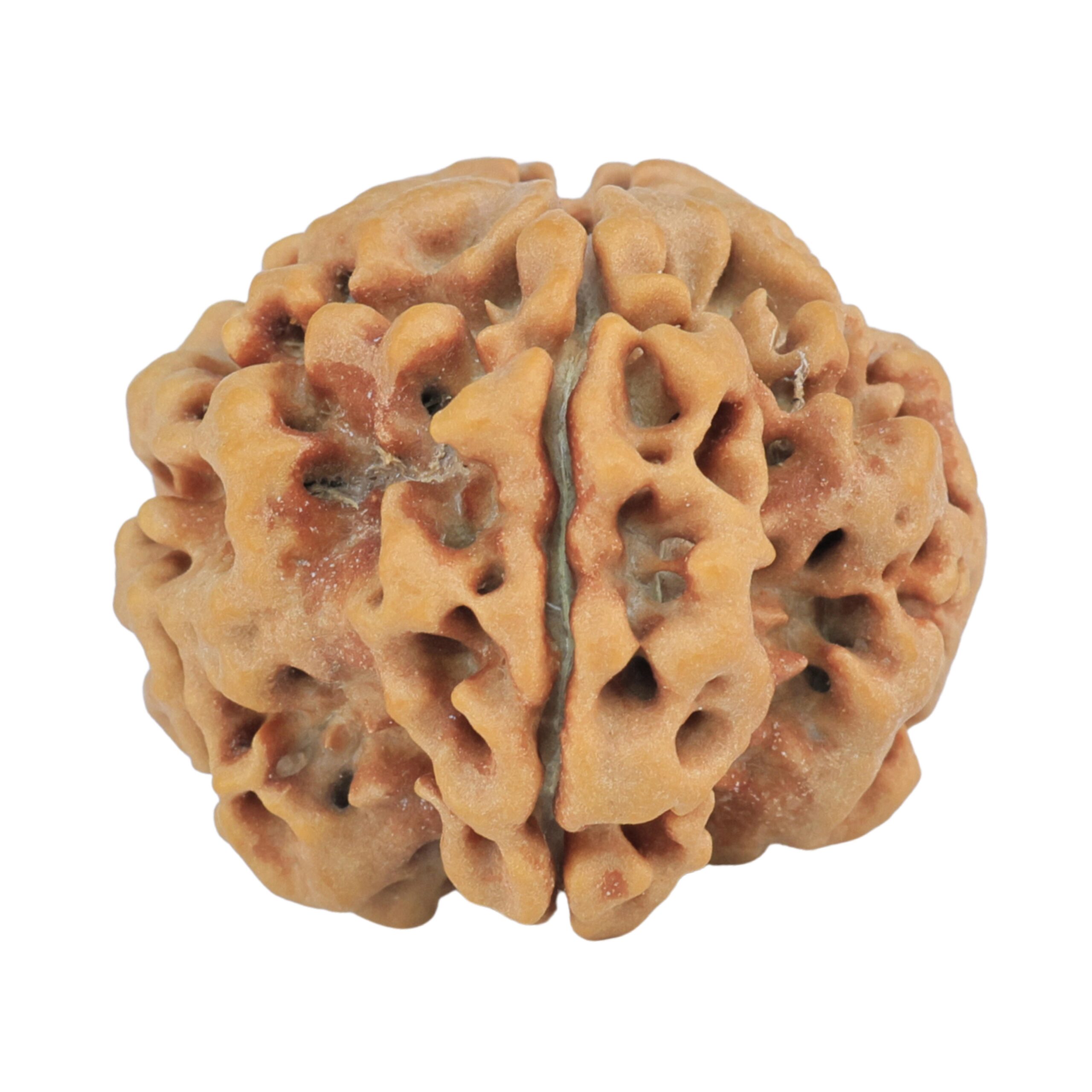 1MK(Underdeveloped) 24.7mm 4.87gm - Rudraksha