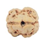 2 Mukhi Rudraksha 23.1mm 2.14gm - Rudraksha