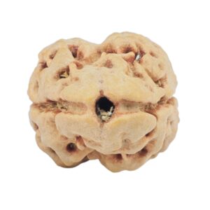 2 Mukhi Rudraksha 23.1mm 2.14gm - Rudraksha