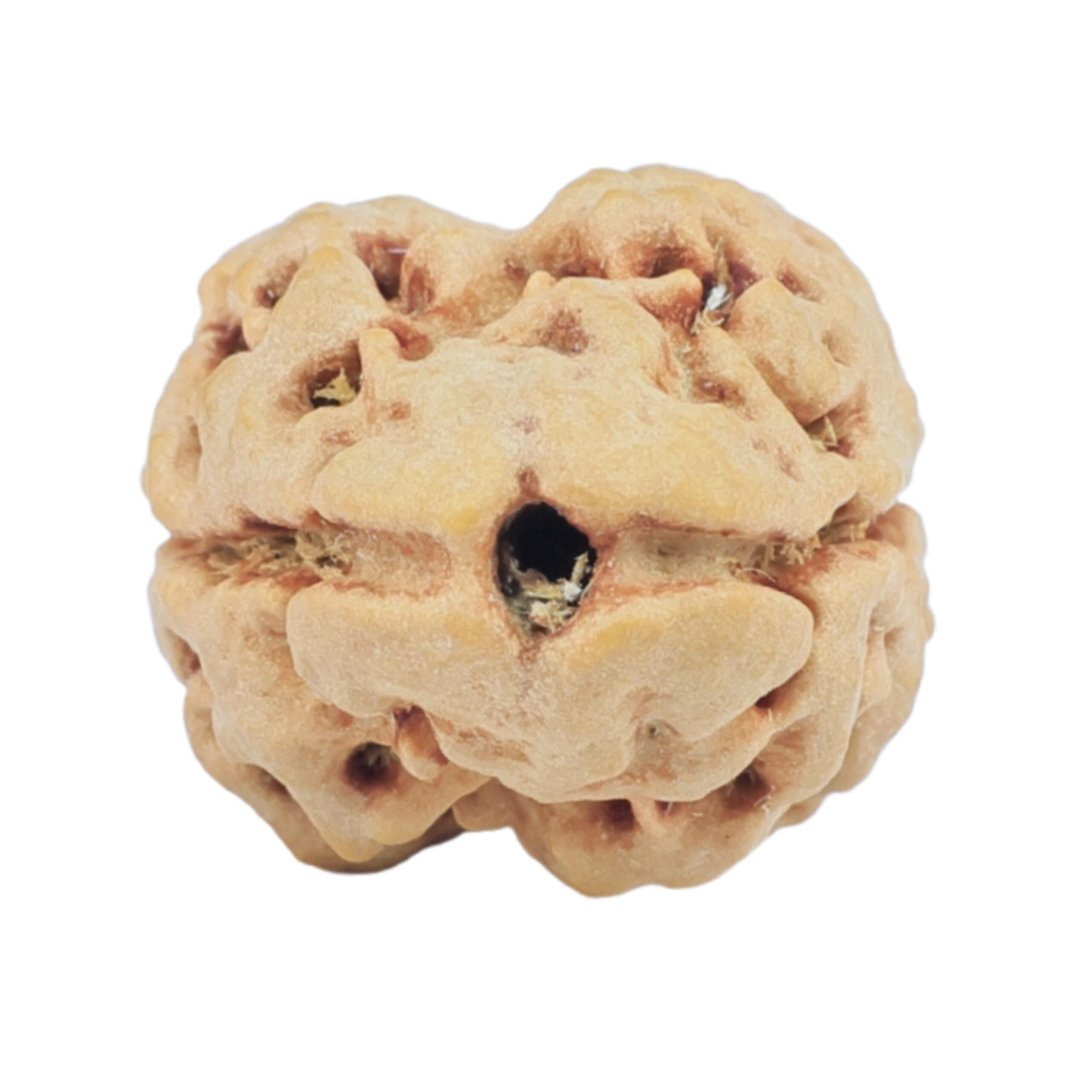2 Mukhi Rudraksha 23.1mm 2.14gm - Rudraksha