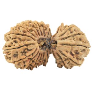 21 Mukhi Gaurishankar 41.1mm 8.15gm - Rudraksha