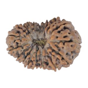 19 Mukhi Rudraksha 24.4mm 2.68gm - Rudraksha