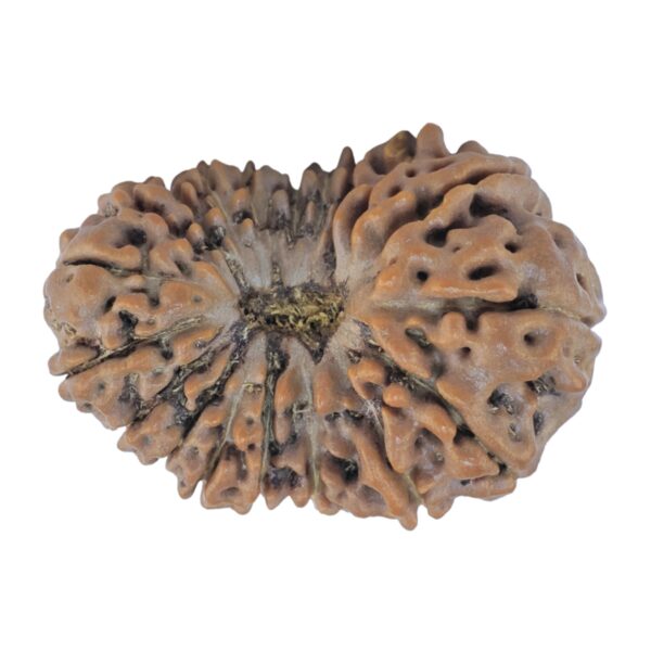 19 Mukhi Rudraksha 24.4mm 2.68gm - Rudraksha