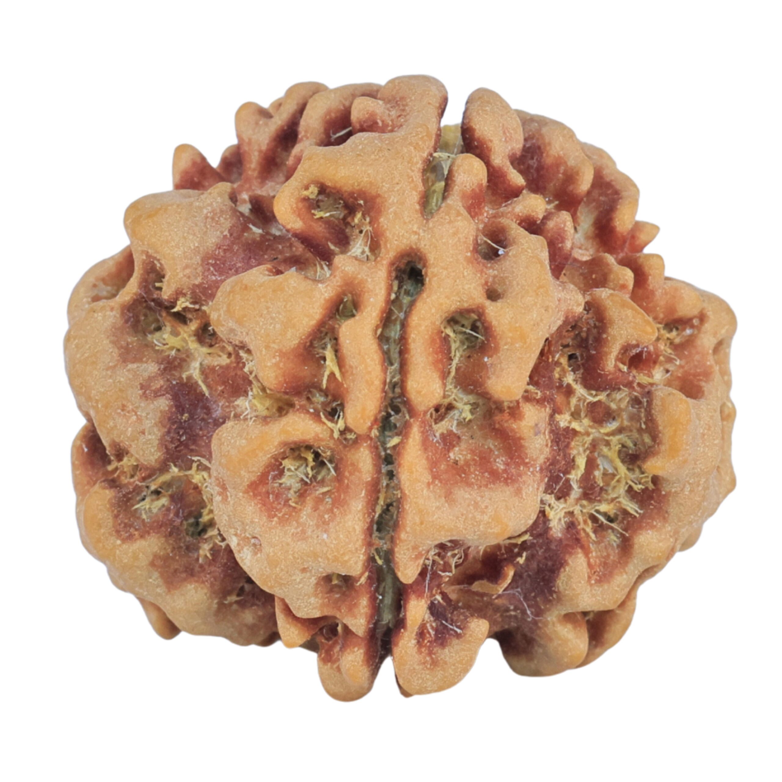 1MK(Underdeveloped) 22.4mm 3.78gm - Rudraksha
