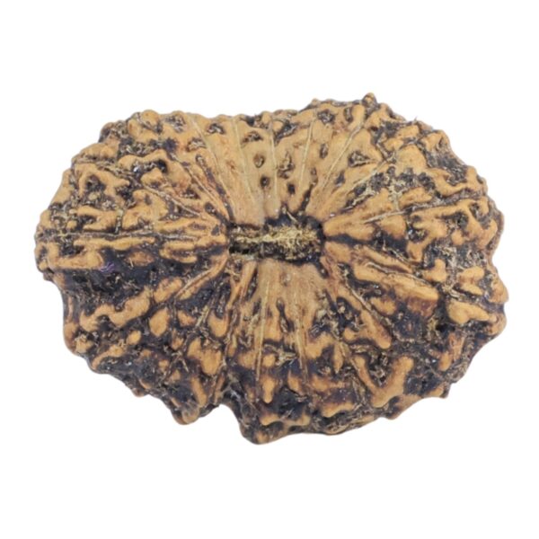 18 Mukhi Rudraksha 20.9mm 1.81gm - Rudraksha