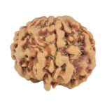 1MK(Underdeveloped) 22.3mm 3.61gm - Rudraksha