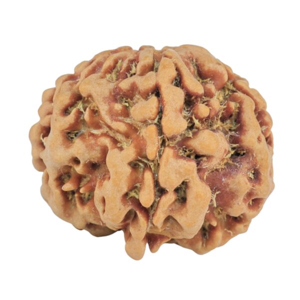 1MK(Underdeveloped) 22.3mm 3.61gm - Rudraksha