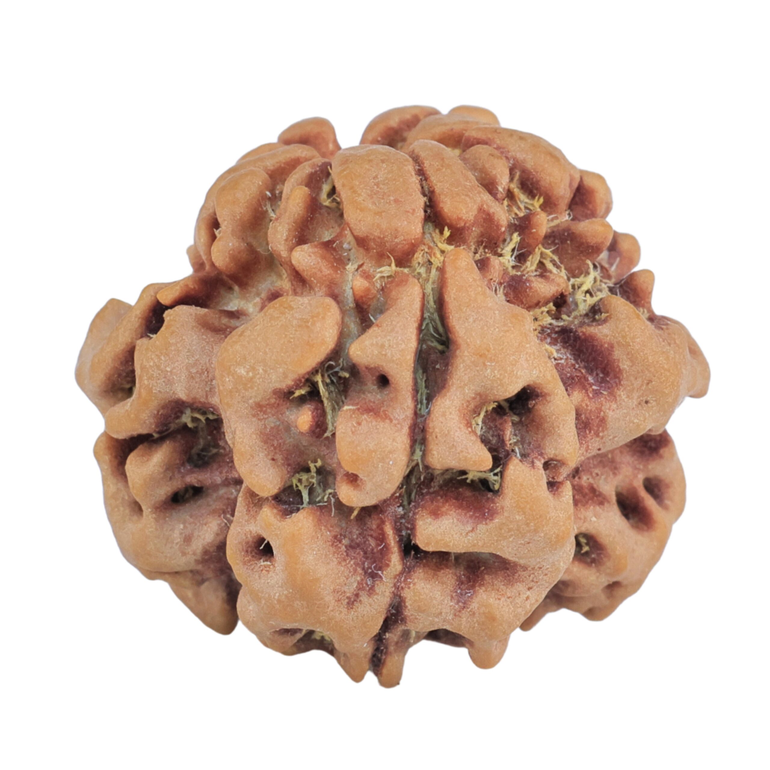 1MK(Underdeveloped) 25mm 4.49gm - Rudraksha