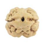 2 Mukhi Rudraksha 22.9mm 1.93gm - Rudraksha