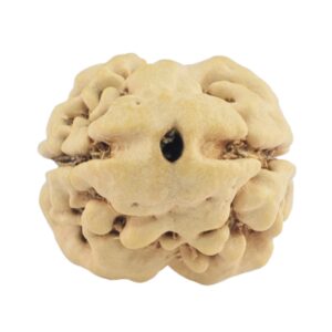 2 Mukhi Rudraksha 22.9mm 1.93gm - Rudraksha