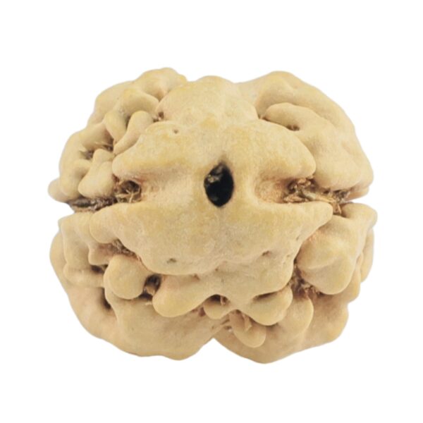 2 Mukhi Rudraksha 22.9mm 1.93gm - Rudraksha