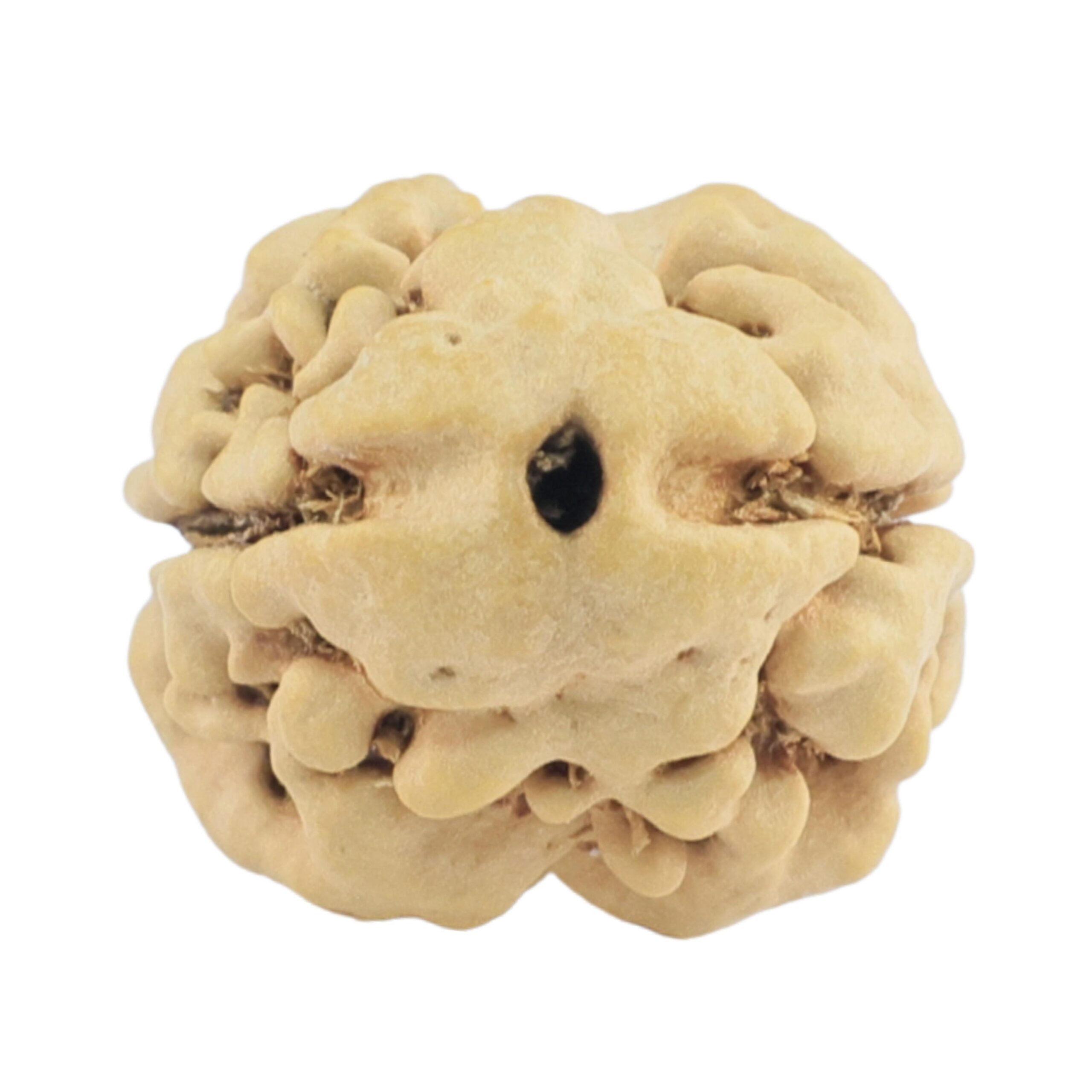 2 Mukhi Rudraksha 22.9mm 1.93gm - Rudraksha