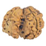 Sawar/Ganesh (3+1) 25.8mm 2.8gm - Rudraksha