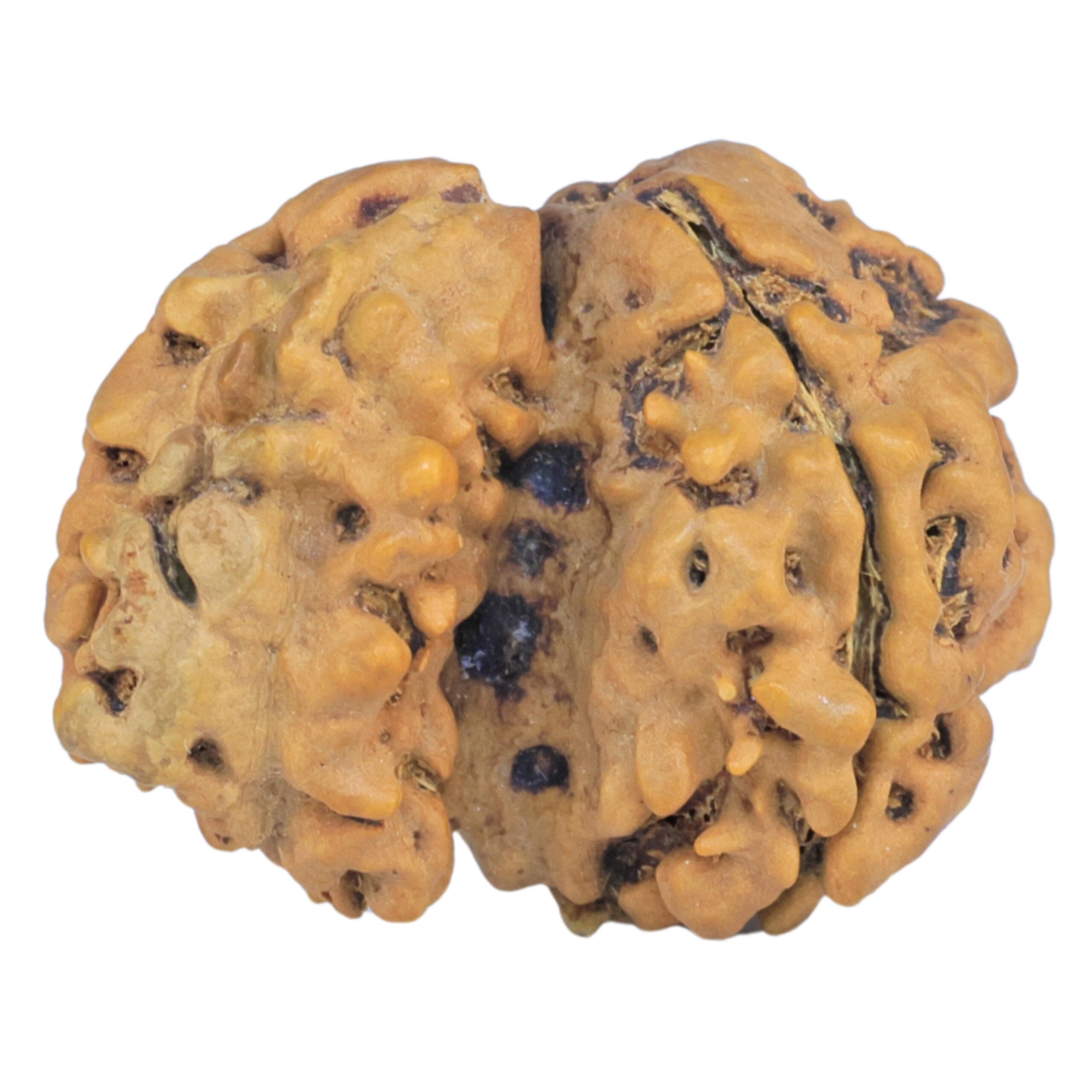 Sawar/Ganesh (3+1) 25.8mm 2.8gm - Rudraksha