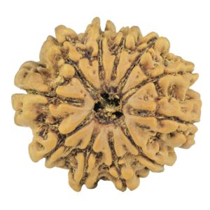 11 Mukhi Rudraksha 24.5mm 3.4gm - Rudraksha